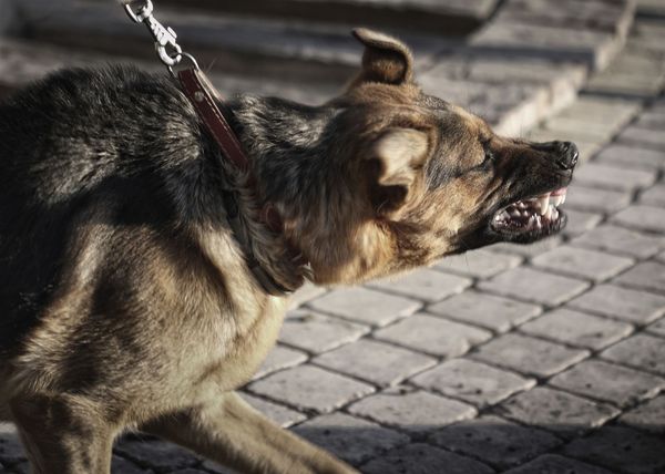 An aggressive dog can