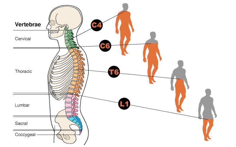 Diagram of Vertebrae's cervical, thoracic, lumbar, sacral, and coccygeal classifications